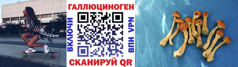 купить   Киселёвск  OMG ССЫЛКА  Галлюциногенные грибы Psilocybe 